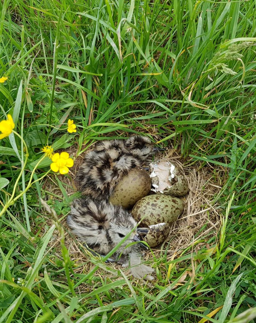 Ergebnisse der Stunde der Gartenvögel 2025 Alarm im Garten Vielfalt